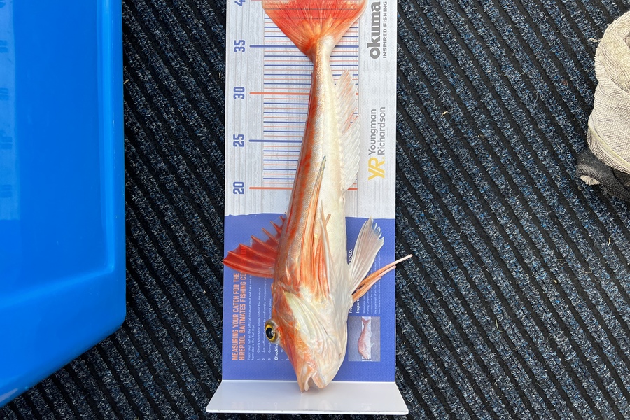 Liam Clark caught this 40.0cm Gurnard at Tiri during The Hirepool Baitmates Fishing Comp