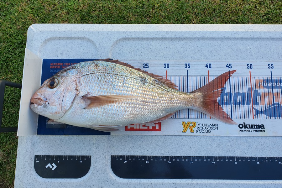 Duncan  Hammon  caught this 41.5cm Snapper at Tauranga during The Hirepool Baitmates Fishing Comp