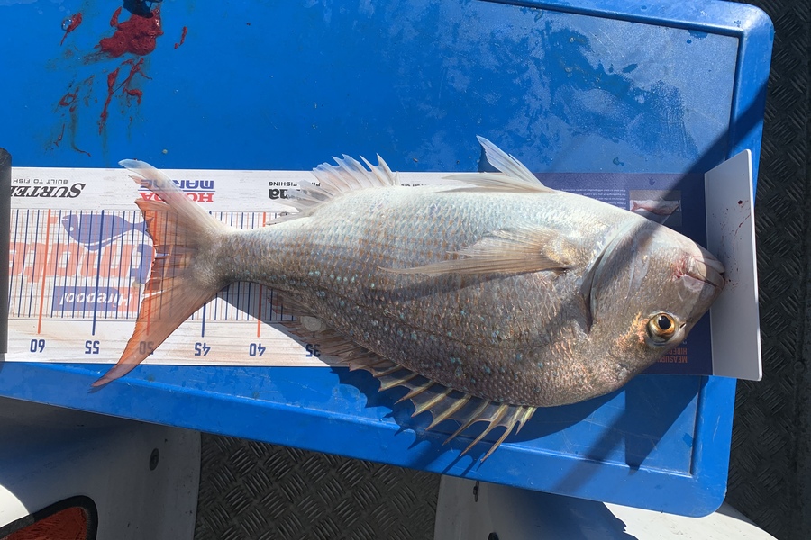 Uerata Syd caught this 49.5cm Snapper at Kawhia harbour  during The Hirepool Baitmates Fishing Comp