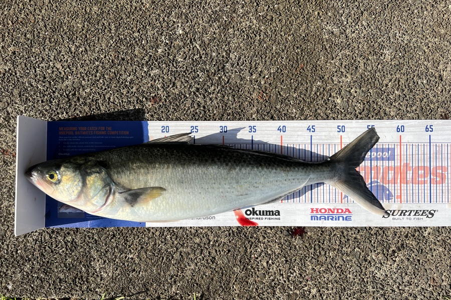 Amanda Cettina caught this 52.5cm Kahawai at Takapuna  during The Hirepool Baitmates Fishing Comp