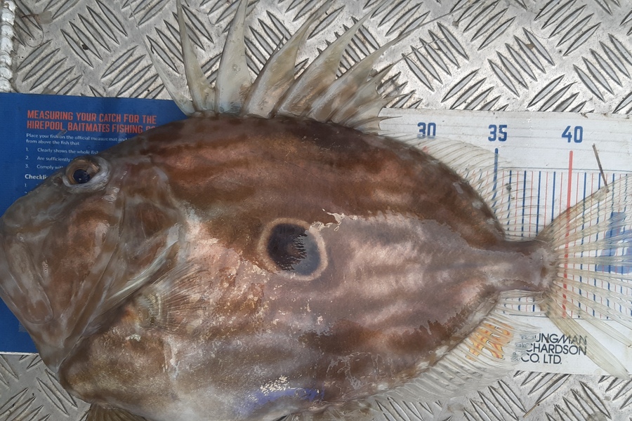 Russell Blomquist caught this 48.0cm John Dory at Whangarei during The Hirepool Baitmates Fishing Comp