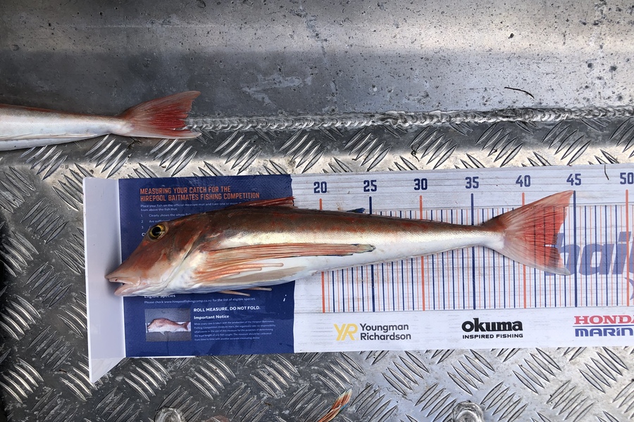 Tony Flowers caught this 43.0cm Gurnard at Foxton during The Hirepool Baitmates Fishing Comp