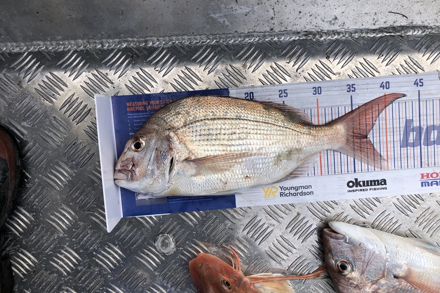 Tony Flowers caught this 37.0cm Snapper at Foxton  during The Hirepool Baitmates Fishing Comp