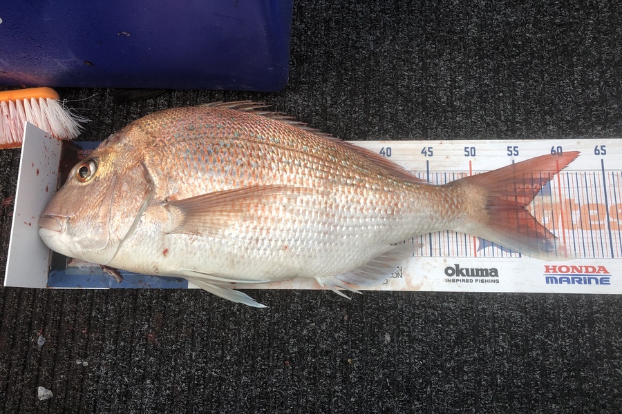 Chris Meek caught this 55.5cm Snapper at Tasman bay during The Hirepool Baitmates Fishing Comp