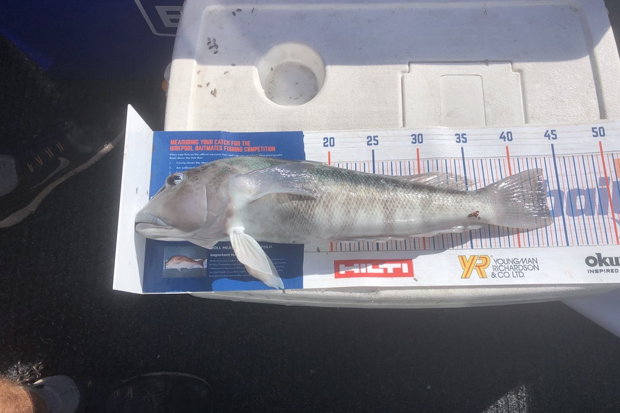 Chris Meek caught this 43.0cm Blue Cod at Tasman bay during The Hirepool Baitmates Fishing Comp