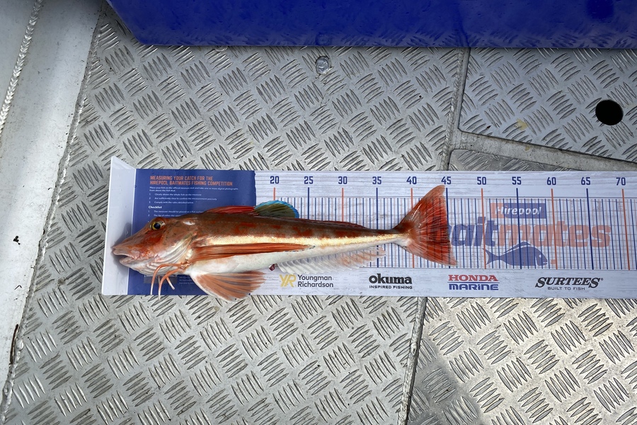Brian Lewis caught this 45.0cm Gurnard at Nelson during The Hirepool Baitmates Fishing Comp