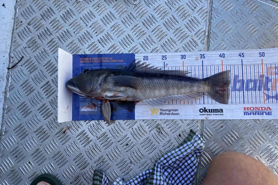 Brian Lewis caught this 41.5cm Blue Cod at Nelson  during The Hirepool Baitmates Fishing Comp