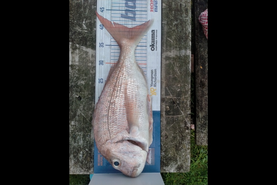Alex Buchanan caught this 40.0cm Snapper at Thames during The Hirepool Baitmates Fishing Comp