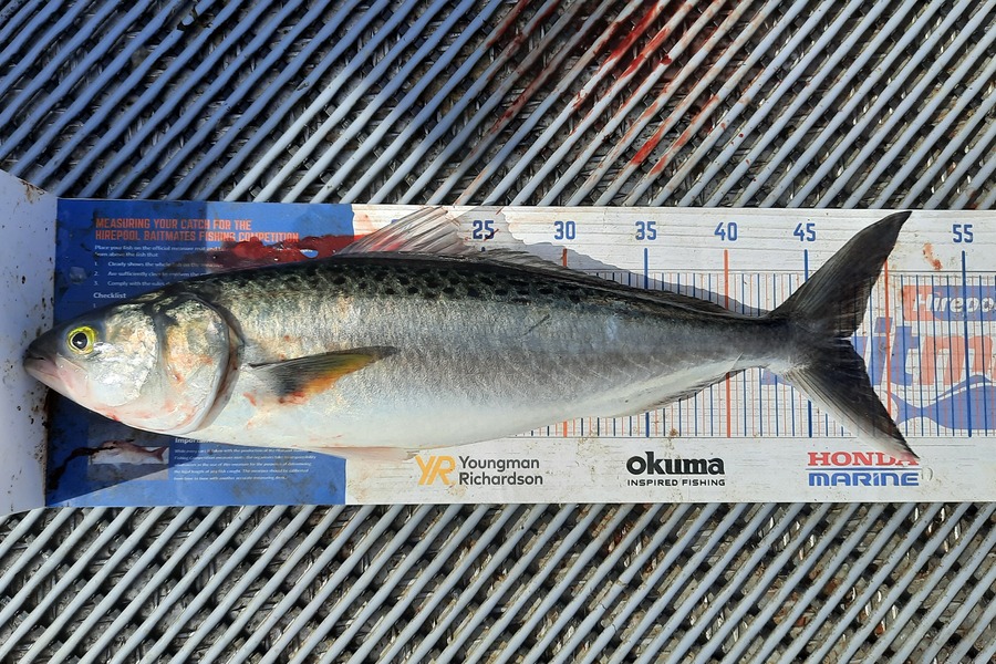 Clinton Emtage caught this 47.5cm Kahawai at Kaipara harbour  during The Hirepool Baitmates Fishing Comp