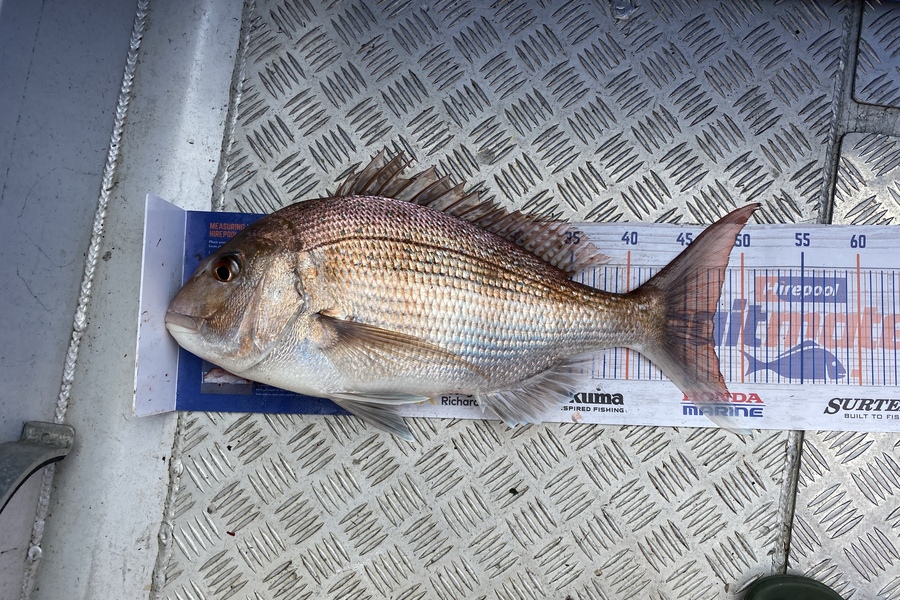 Brian Lewis caught this 47.5cm Snapper at Nelson during The Hirepool Baitmates Fishing Comp
