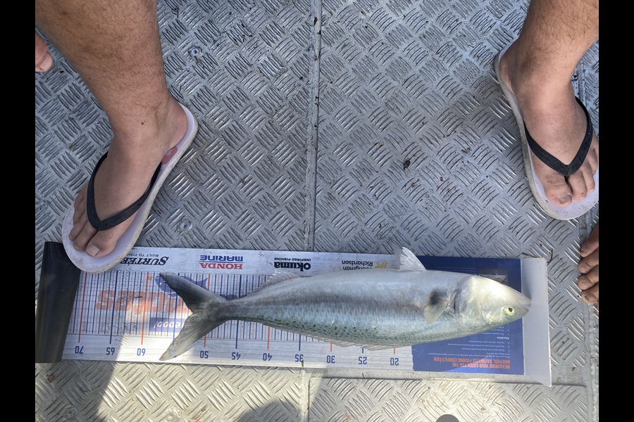 Josiah Atkinson caught this 52.0cm Kahawai at Ohope during The Hirepool Baitmates Fishing Comp