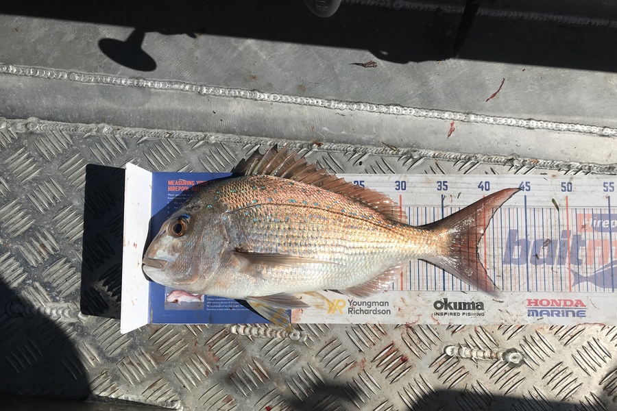 Eugene Woolley caught this 39.0cm Snapper at Slipper Island during The Hirepool Baitmates Fishing Comp