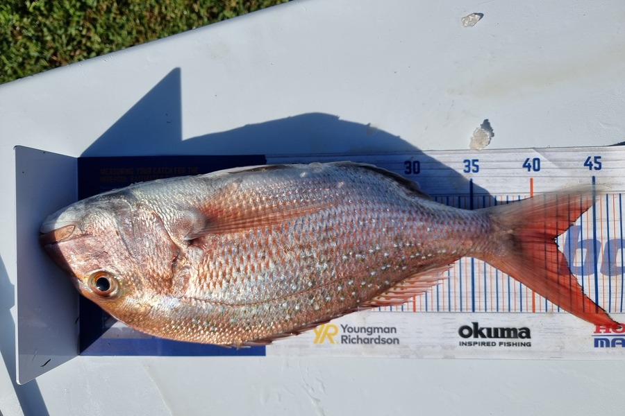 Zane Upton caught this 41.5cm Snapper at Raglan during The Hirepool Baitmates Fishing Comp