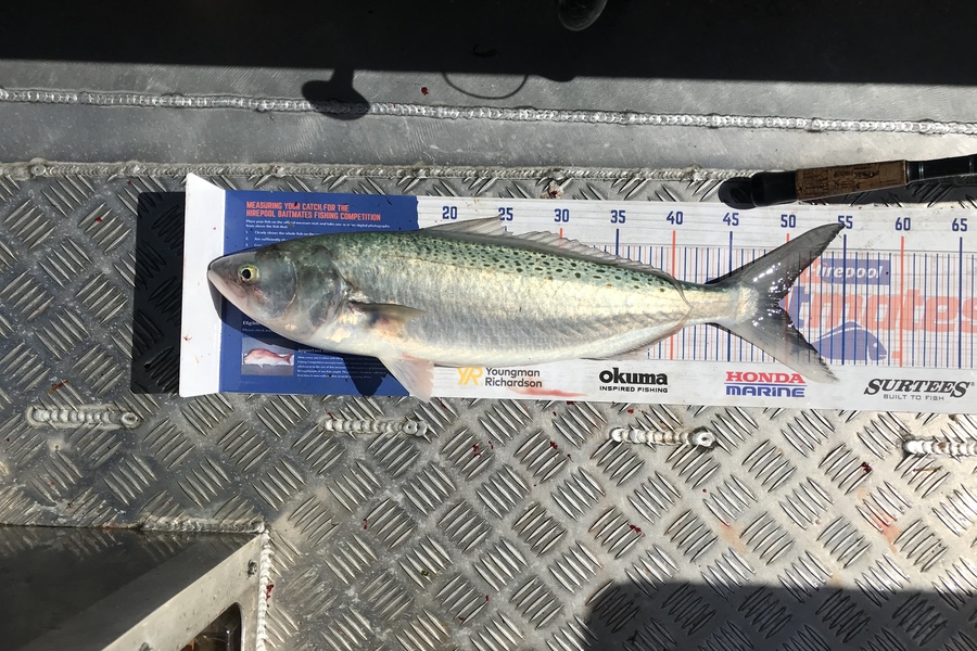 Eugene Woolley caught this 49.0cm Kahawai at Slipper Island during The Hirepool Baitmates Fishing Comp