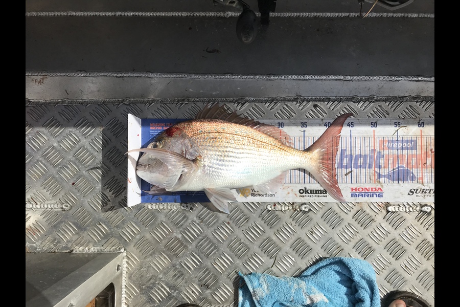 Eugene Woolley caught this 40.5cm Snapper at Slipper Island during The Hirepool Baitmates Fishing Comp