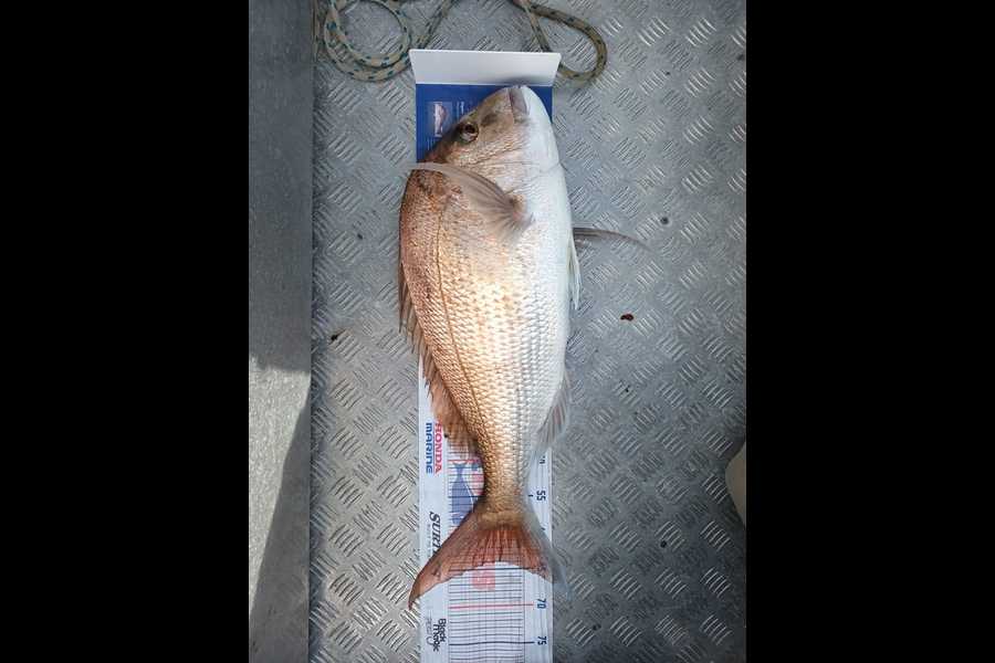 Eve Lawrence caught this 64.0cm Snapper at Bream Bay during The Hirepool Baitmates Fishing Comp