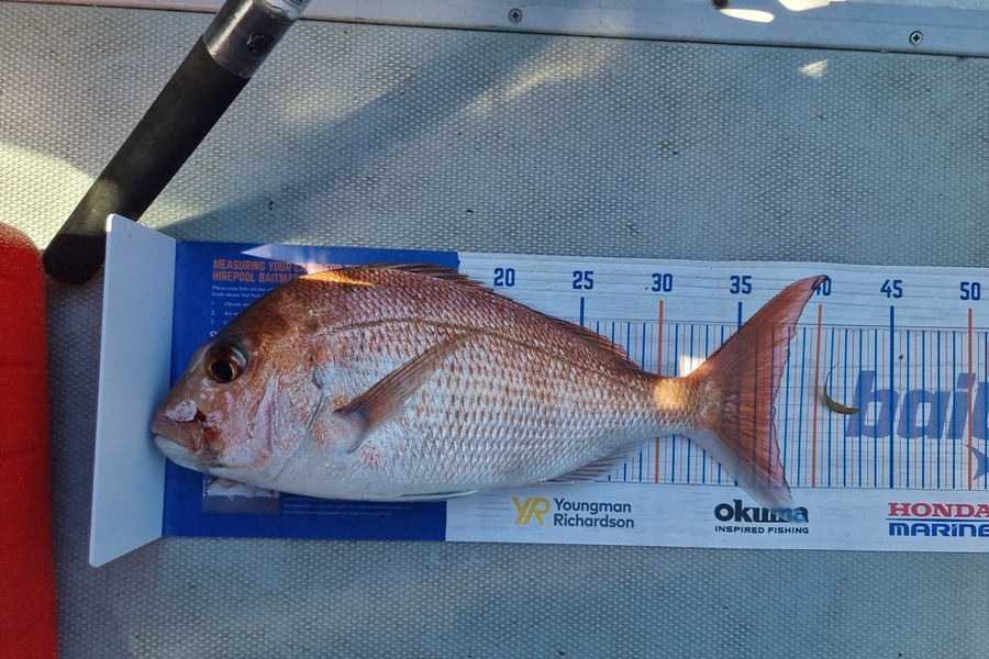 Marcel Waldvogel caught this 37.0cm Snapper at Aha rocks during The Hirepool Baitmates Fishing Comp