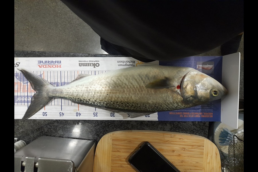 Cuby Harris caught this 52.5cm Kahawai at Napier during The Hirepool Baitmates Fishing Comp