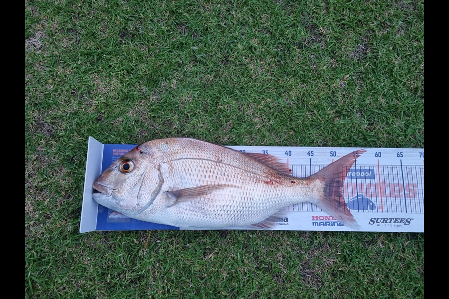 Mark Devantier  caught this 51.5cm Snapper at Kaipara Harbour during The Hirepool Baitmates Fishing Comp