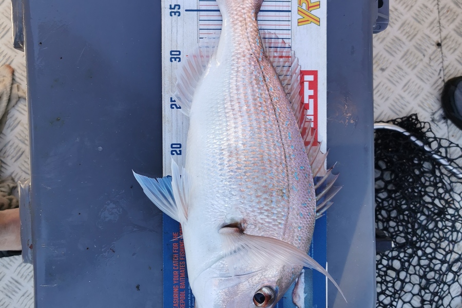 Peter Barker caught this 41cm Snapper at Whangamata  during The Hirepool Baitmates Fishing Comp