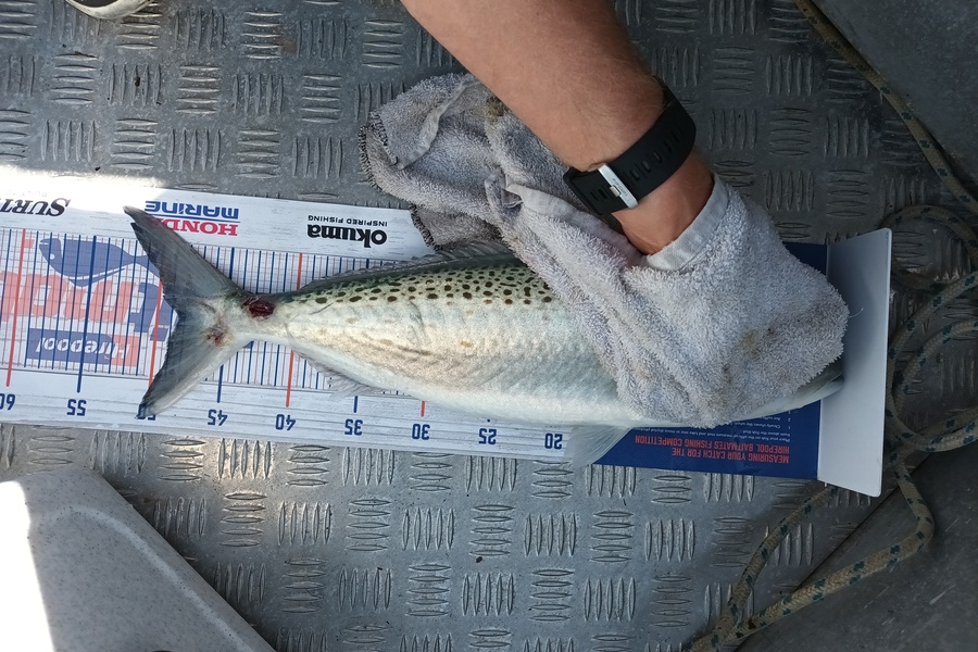 Samuel Baker caught this 48.0cm Kahawai at Bream bay during The Hirepool Baitmates Fishing Comp