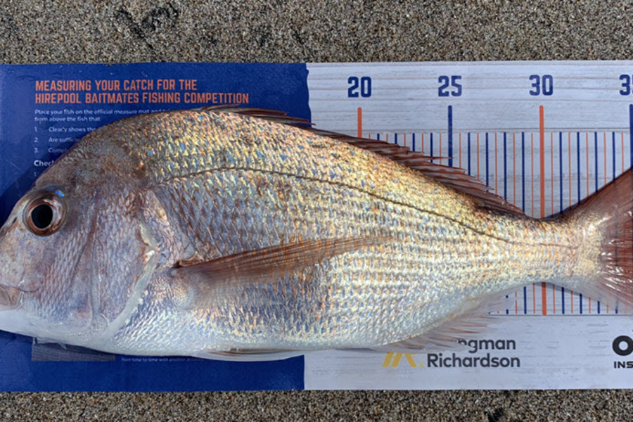 Shannon Millar caught this 36.5cm Snapper at Papamoa East  during The Hirepool Baitmates Fishing Comp