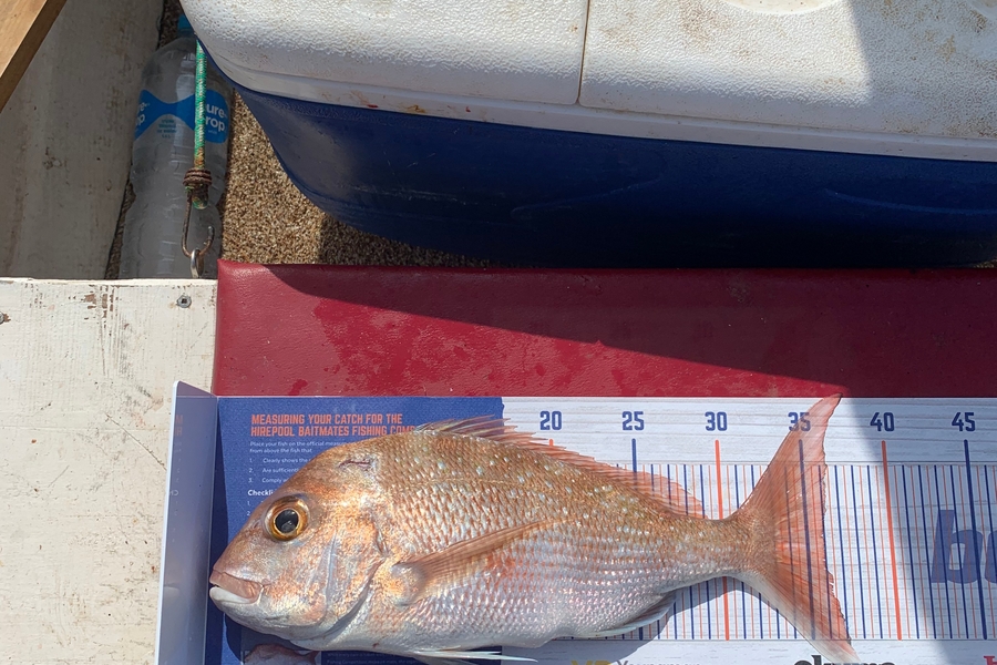 Joseph Lewer caught this 36.0cm Snapper at Doubt less bay during The Hirepool Baitmates Fishing Comp