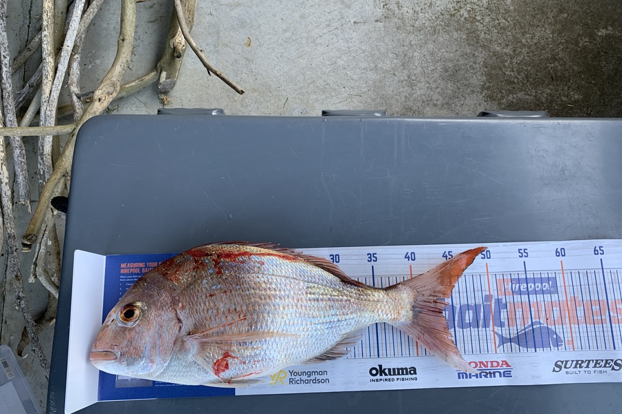 Brett Preston caught this 44cm Snapper at Manukau Harbour  during The Hirepool Baitmates Fishing Comp