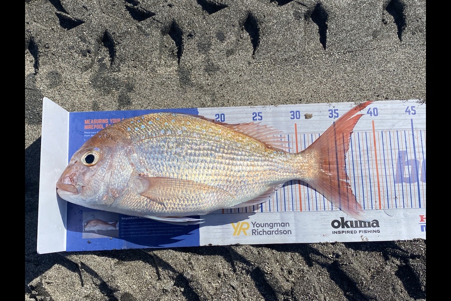 Blair Brookbanks caught this 36.0cm Snapper at Papamoa Beach  during The Hirepool Baitmates Fishing Comp