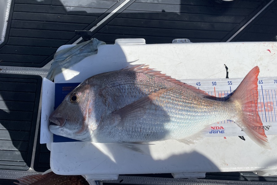Isabell Zitzelsberger caught this 62.0cm Snapper at Mayor Island during The Hirepool Baitmates Fishing Comp