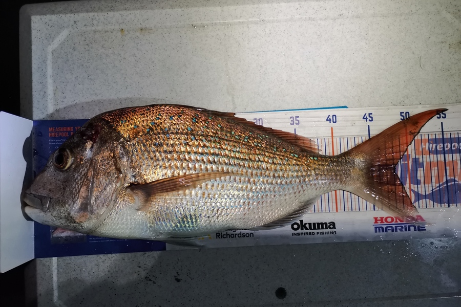 Jamie Otter caught this 48.0cm Snapper at Pikowai during The Hirepool Baitmates Fishing Comp