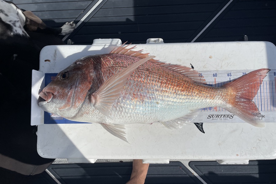 Sascha Haag caught this 71cm Snapper at mayor during The Hirepool Baitmates Fishing Comp