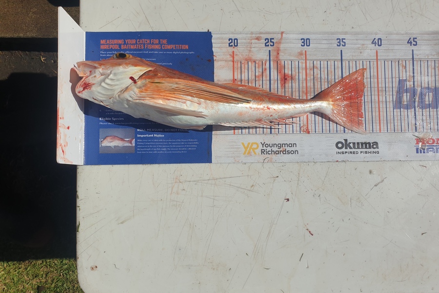 Melissa Jones caught this 37.5cm Gurnard at Mokau during The Hirepool Baitmates Fishing Comp