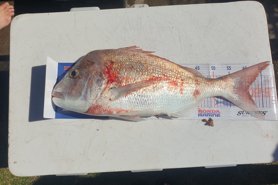 Melissa Jones caught this 60.5cm Snapper at Mokau during The Hirepool Baitmates Fishing Comp