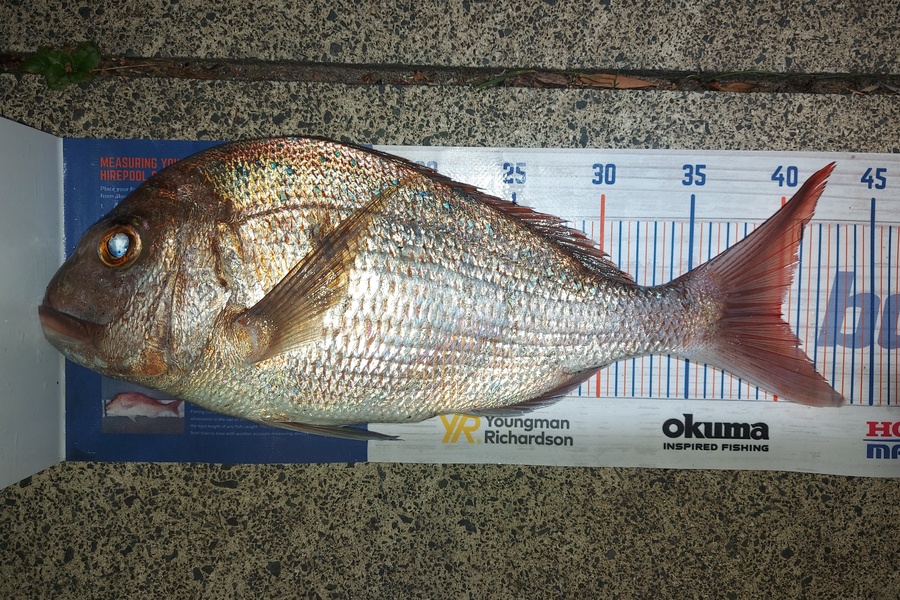 Troy Rae-Royle caught this 40.0cm Snapper at Tawharanui  during The Hirepool Baitmates Fishing Comp