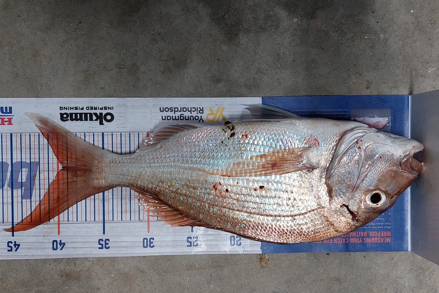 Trevor Hopson caught this 39cm Snapper at Tauranga  during The Hirepool Baitmates Fishing Comp