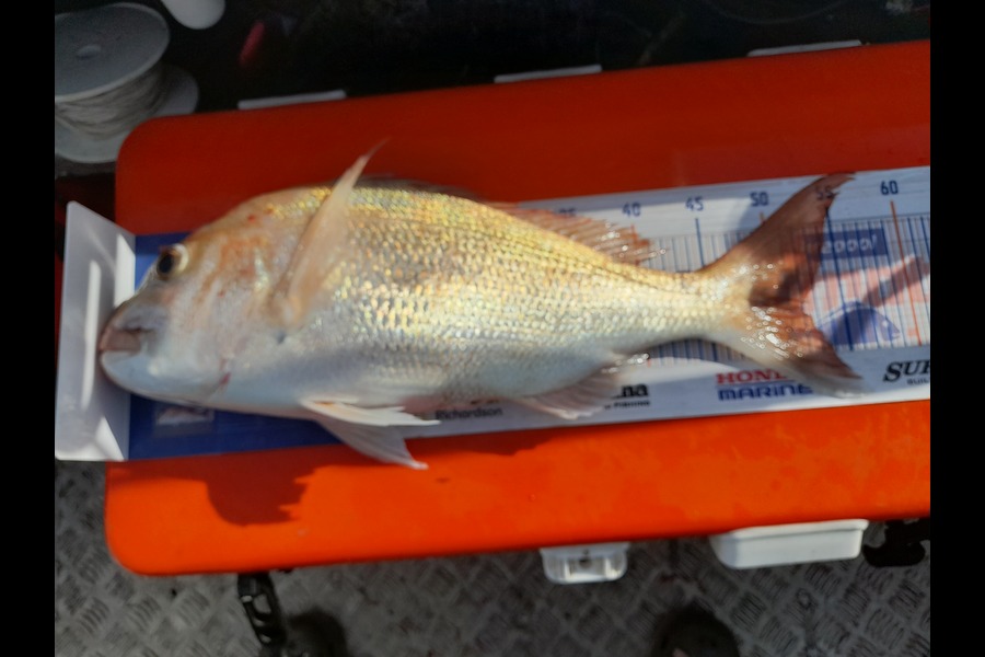 Bruce Macfarlane caught this 52.0cm Snapper at Firth of thames during The Hirepool Baitmates Fishing Comp