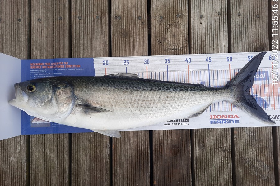 Mike Rivers caught this 54.5cm Kahawai at Whakatane during The Hirepool Baitmates Fishing Comp