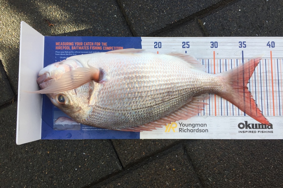 frank usherwood caught this 35.0cm Snapper at Tauranga  during The Hirepool Baitmates Fishing Comp
