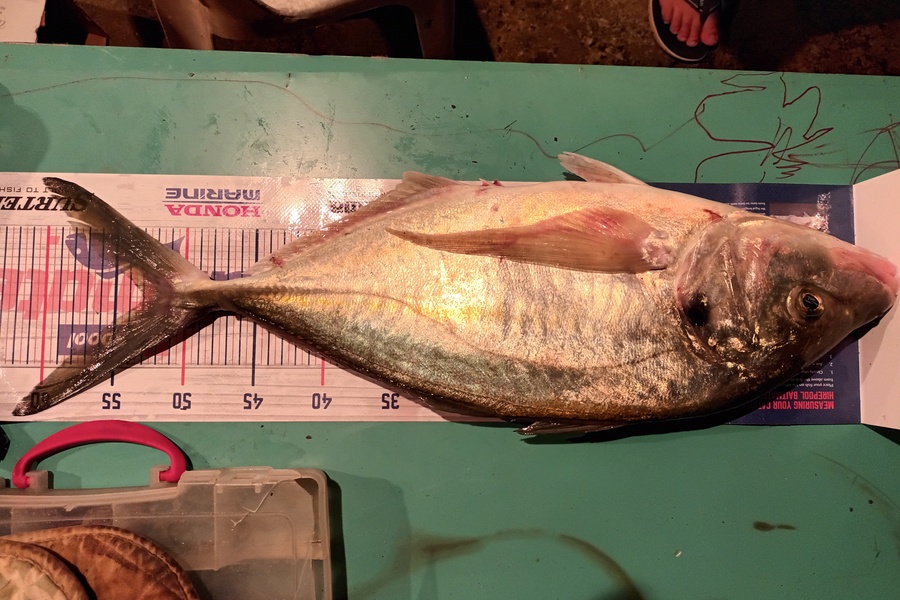 Joseph Te Wake caught this 53.0cm Trevally at Mussel farm by Waimate Island during The Hirepool Baitmates Fishing Comp