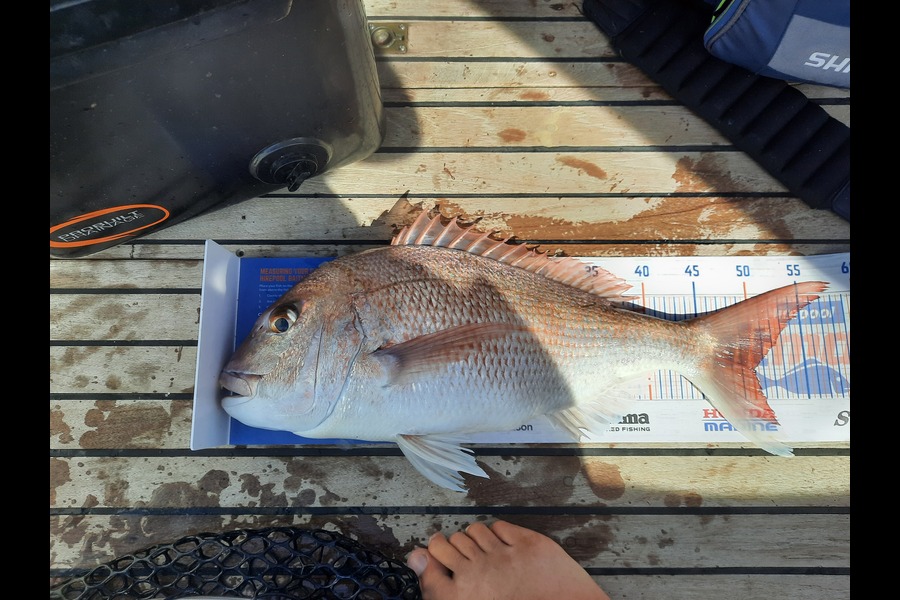 Greg Schimanski caught this 50.0cm Snapper at Kawha during The Hirepool Baitmates Fishing Comp