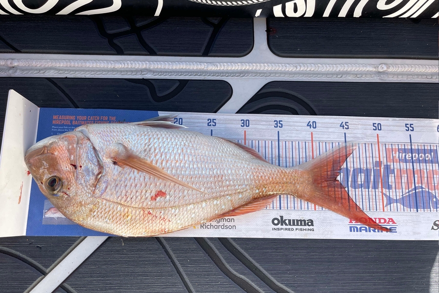 Carole Bettendroffer caught this 43.0cm Snapper at Motiti during The Hirepool Baitmates Fishing Comp