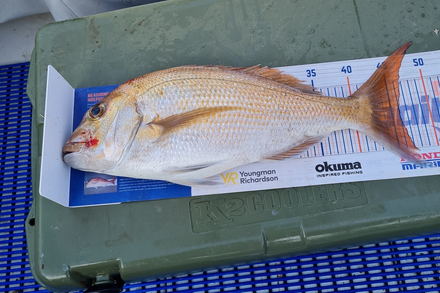 Mike MacGregor caught this 46cm Snapper at Tauranga  during The Hirepool Baitmates Fishing Comp