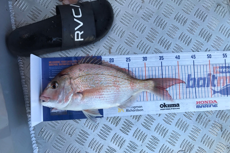 Andrew George caught this 35cm Snapper at Raglan during The Hirepool Baitmates Fishing Comp