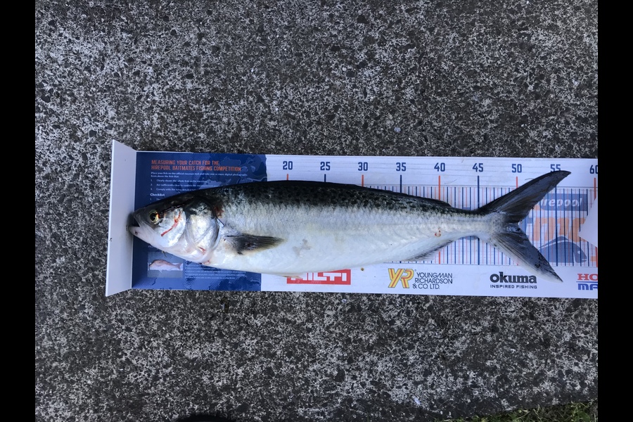 Blair Cameron caught this 50.0cm Kahawai at Tauranga during The Hirepool Baitmates Fishing Comp