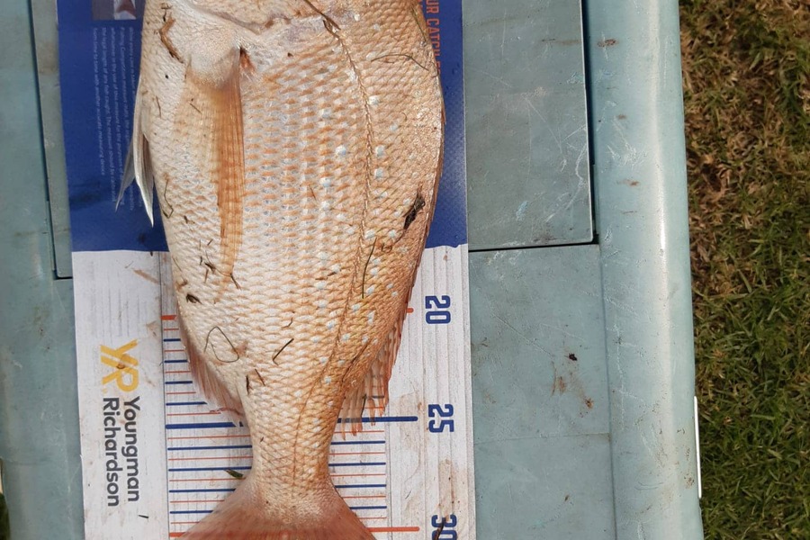 Noa Murphy caught this 32.0cm Snapper at Whitianga during The Hirepool Baitmates Fishing Comp