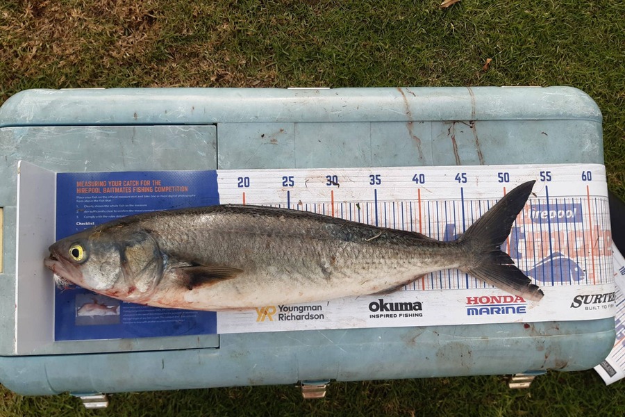 Noa Murphy caught this 49.0cm Kahawai at Whitianga during The Hirepool Baitmates Fishing Comp