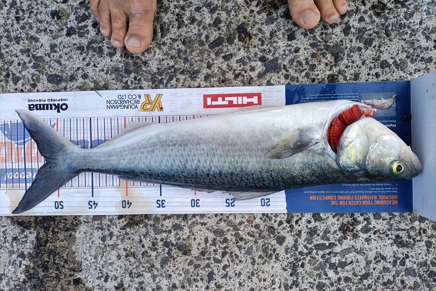 Andrew Cornelder caught this 51.5cm Kahawai at Tauranga  during The Hirepool Baitmates Fishing Comp