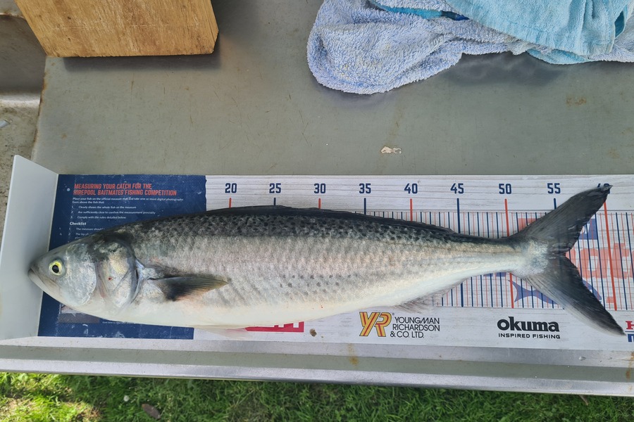 Richard Gardiner caught this 55.5cm Kahawai at Whakatane  during The Hirepool Baitmates Fishing Comp