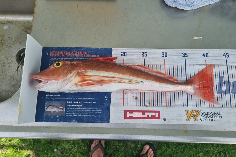 Richard Gardiner caught this 41.5cm Gurnard at Whakatane  during The Hirepool Baitmates Fishing Comp